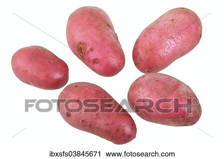 "Potatoes, Red Emmalie variety" View Large Photo Image Stock Image - "Potatoes, Red Emmalie variety". Fotosearch