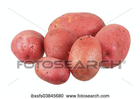 "Potatoes, Red Fantasy variety" View Large Photo Image Stock Image - "Potatoes, Red Fantasy variety". Fotosearch