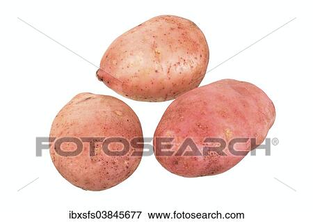 "Potatoes, Reichskanzler variety" View Large Photo Image Stock Photo - "Potatoes, Reichskanzler variety". Fotosearch