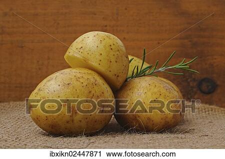 Stock Image - "Potatoes, rosemary twig". Fotosearch