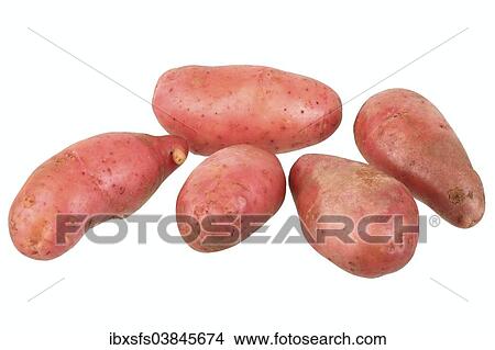 "Potatoes, Roseval variety" View Large Photo Image Picture - "Potatoes, Roseval variety". Fotosearch