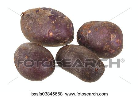 Stock Photo - "Potatoes, """"Schwarze Ungarin"""" variety". Fotosearch