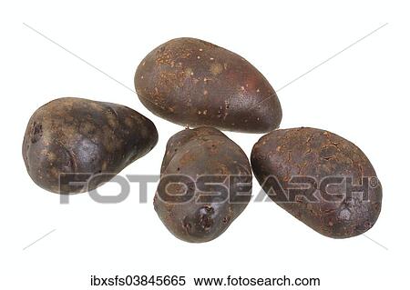 "Potatoes, Shetland Black variety" View Large Photo Image Stock Photography - "Potatoes, Shetland Black variety". Fotosearch