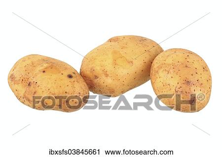 "Potatoes, Sieglinde variety" View Large Photo Image Stock Image - "Potatoes, Sieglinde variety". Fotosearch