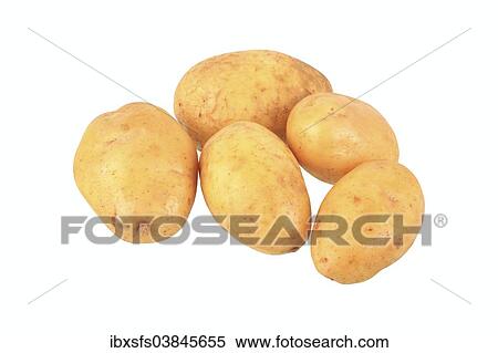Stock Photography - "Potatoes, Solara variety". Fotosearch