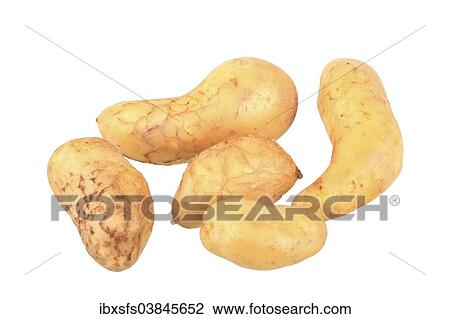"Potatoes, """"Spargelkartoffel"""" variety" View Large Photo Image Stock Image - "Potatoes, """"Spargelkartoffel"""" variety". Fotosearch