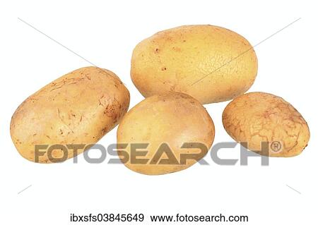 "Potatoes, Talent variety" View Large Photo Image Stock Photo - "Potatoes, Talent variety". Fotosearch