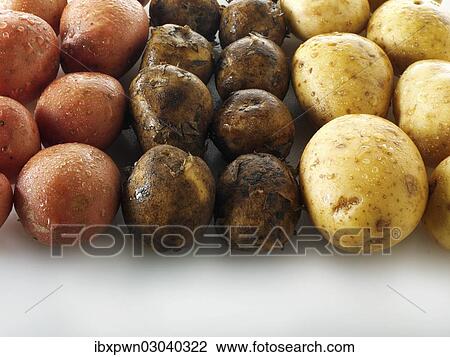 "Potatoes, three varieties" View Large Photo Image Stock Image - "Potatoes, three varieties". Fotosearch
