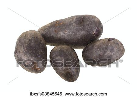 "Potatoes, Violetta variety" View Large Photo Image Stock Photography - "Potatoes, Violetta variety". Fotosearch