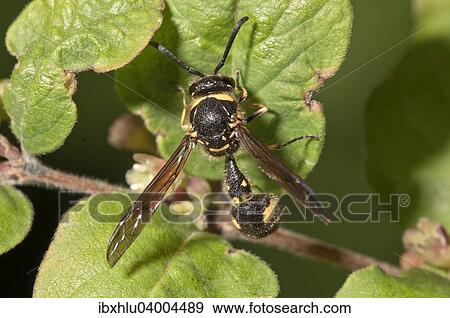"Potter wasp (Eumenes sp. ), Baden-Wurttemberg, Germany, Europe" View Large Photo Image Stock Photo - "Potter wasp (Eumenes sp. ), Baden-Wurttemberg, Germany, Europe". Fotosearch