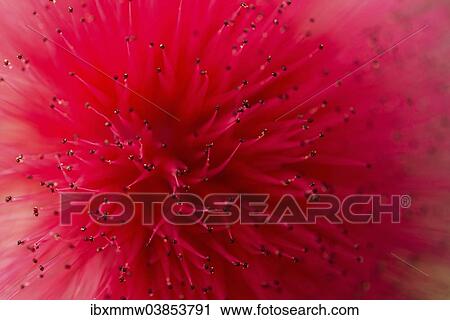 "Powderpuff (Calliandra haematocephala), flower" View Large Photo Image Stock Image - "Powderpuff (Calliandra haematocephala), flower". Fotosearch