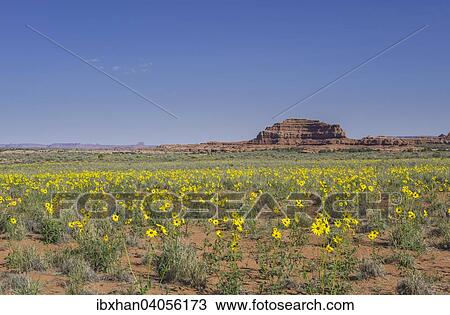 "Prairie Sunflowers (Helianthus petiolaris), Needles Outpost, Canyonlands National Park, Moab, Utah" View Large Photo Image Stock Image - "Prairie Sunflowers (Helianthus petiolaris), Needles Outpost, Canyonlands National Park, Moab, Utah". Fotosearch