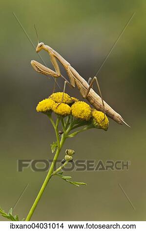 "Praying mantis (Mantis religiosa), on tansy (Tanacetum vulgare), Burgenland, Austria, Europe" View Large Photo Image Picture - "Praying mantis (Mantis religiosa), on tansy (Tanacetum vulgare), Burgenland, Austria, Europe". Fotosearch