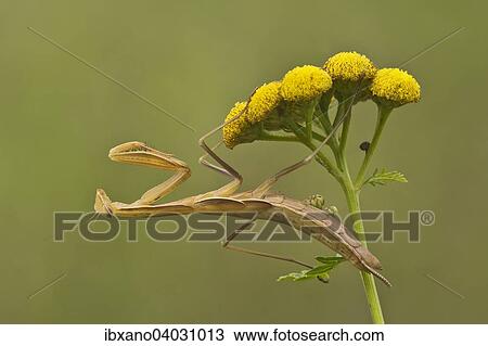 "Praying mantis (Mantis religiosa), on tansy (Tanacetum vulgare), Burgenland, Austria, Europe" View Large Photo Image Stock Image - "Praying mantis (Mantis religiosa), on tansy (Tanacetum vulgare), Burgenland, Austria, Europe". Fotosearch