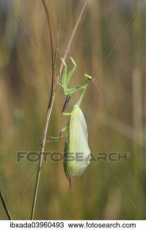 "Praying Mantis (Mantis religiosa), newly hatched, Hackelberg nature reserve, Burgenland, Austria, Europe" View Large Photo Image Stock Image - "Praying Mantis (Mantis religiosa), newly hatched, Hackelberg nature reserve, Burgenland, Austria, Europe". Fotosearch
