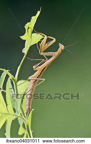"Praying mantis (Mantis religiosa), Burgenland, Austria, Europe" View Large Photo Image Stock Image - "Praying mantis (Mantis religiosa), Burgenland, Austria, Europe". Fotosearch