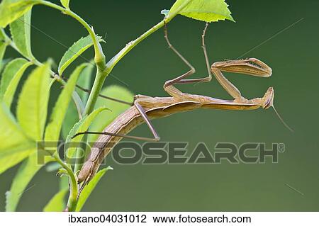 "Praying mantis (Mantis religiosa), Burgenland, Austria, Europe" View Large Photo Image Stock Image - "Praying mantis (Mantis religiosa), Burgenland, Austria, Europe". Fotosearch