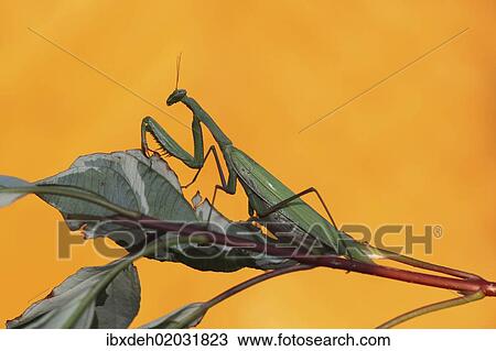 "Praying mantis (Mantis religiosa), Hungary, Europe" View Large Photo Image Stock Image - "Praying mantis (Mantis religiosa), Hungary, Europe". Fotosearch