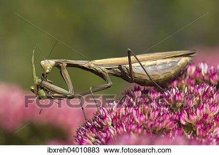 "Praying Mantis (Mantis religiosa), with grasshopper prey, Burgenland, Austria, Europe" View Large Photo Image Stock Image - "Praying Mantis (Mantis religiosa), with grasshopper prey, Burgenland, Austria, Europe". Fotosearch