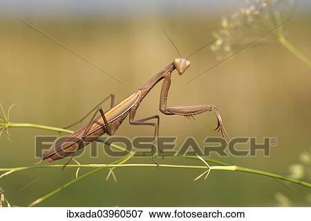 "Praying Mantis (Mantis religiosa), Burgenland, Austria, Europe" View Large Photo Image Stock Photo - "Praying Mantis (Mantis religiosa), Burgenland, Austria, Europe". Fotosearch