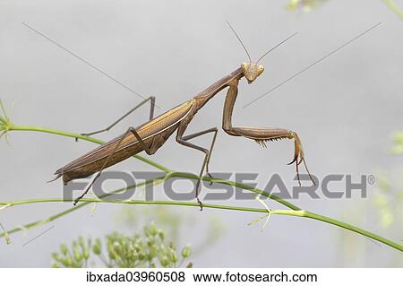 "Praying Mantis (Mantis religiosa), Burgenland, Austria, Europe" View Large Photo Image Stock Photo - "Praying Mantis (Mantis religiosa), Burgenland, Austria, Europe". Fotosearch