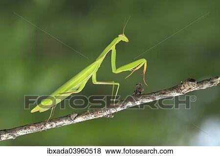 "Praying Mantis (Mantis religiosa), Burgenland, Austria, Europe" View Large Photo Image Stock Photo - "Praying Mantis (Mantis religiosa), Burgenland, Austria, Europe". Fotosearch