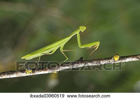 "Praying Mantis (Mantis religiosa), Burgenland, Austria, Europe" View Large Photo Image Stock Photo - "Praying Mantis (Mantis religiosa), Burgenland, Austria, Europe". Fotosearch