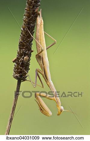 "Praying mantis (Mantis religiosa), Burgenland, Austria, Europe" View Large Photo Image Stock Photo - "Praying mantis (Mantis religiosa), Burgenland, Austria, Europe". Fotosearch