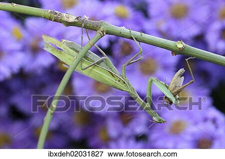 "Praying mantis (Mantis religiosa) feeding on grasshopper, Hungary, Europe" View Large Photo Image Stock Photo - "Praying mantis (Mantis religiosa) feeding on grasshopper, Hungary, Europe". Fotosearch