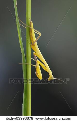 Stock Photo - "Praying Mantis (Mantis religiosa), young, lurking, catching pose, Bulgaria, Europe". Fotosearch
