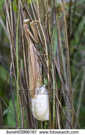 "Praying Mantis (Mantis religiosa), laying eggs in an ootheca, Burgenland, Austria, Europe" View Large Photo Image Stock Photo - "Praying Mantis (Mantis religiosa), laying eggs in an ootheca, Burgenland, Austria, Europe". Fotosearch