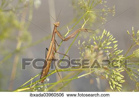 "Praying Mantis (Mantis religiosa), Burgenland, Austria, Europe" View Large Photo Image Stock Photograph - "Praying Mantis (Mantis religiosa), Burgenland, Austria, Europe". Fotosearch