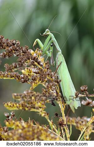 "Praying mantis (Mantis religiosa), cleaning itself, Hungary, Europe" View Large Photo Image Stock Photograph - "Praying mantis (Mantis religiosa), cleaning itself, Hungary, Europe". Fotosearch