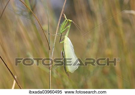 "Praying Mantis (Mantis religiosa), newly hatched, Hackelberg nature reserve, Burgenland, Austria, Europe" View Large Photo Image Stock Photography - "Praying Mantis (Mantis religiosa), newly hatched, Hackelberg nature reserve, Burgenland, Austria, Europe". Fotosearch