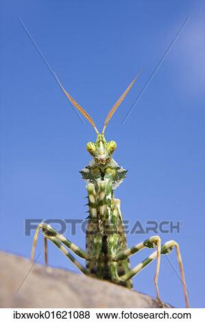 "Praying Mantis (Mantodea) in the Libyan Desert, Libya, Sahara, North Africa, Africa" View Large Photo Image Stock Photo - "Praying Mantis (Mantodea) in the Libyan Desert, Libya, Sahara, North Africa, Africa". Fotosearch