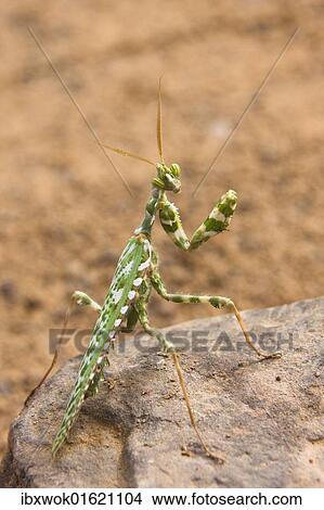"Praying Mantis (Mantodea), Libya, Sahara, North Africa, Africa" View Large Photo Image Picture - "Praying Mantis (Mantodea), Libya, Sahara, North Africa, Africa". Fotosearch