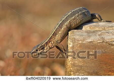 "Pregnant Viviparous lizard (Zootoca vivipara), sunbathing on wooden stump, Dortmund, North Rhine-Westphalia, Germany, Europe" View Large Photo Image Stock Photo - "Pregnant Viviparous lizard (Zootoca vivipara), sunbathing on wooden stump, Dortmund, North Rhine-Westphalia, Germany, Europe". Fotosearch