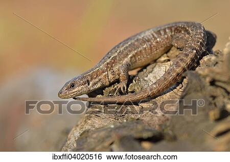 "Pregnant Viviparous lizard (Zootoca vivipara), sunbathing on wooden stump, Dortmund, North Rhine-Westphalia, Germany, Europe" View Large Photo Image Stock Photograph - "Pregnant Viviparous lizard (Zootoca vivipara), sunbathing on wooden stump, Dortmund, North Rhine-Westphalia, Germany, Europe". Fotosearch