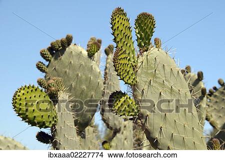 "Prickly pear cactus (Opuntia littoralis), Tunis, Africa" View Large Photo Image Picture - "Prickly pear cactus (Opuntia littoralis), Tunis, Africa". Fotosearch