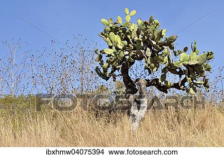 "Prickly Pear Cactus (Opuntia sp. ), Tlaxcala, Mexico, North America" View Large Photo Image Picture - "Prickly Pear Cactus (Opuntia sp. ), Tlaxcala, Mexico, North America". Fotosearch