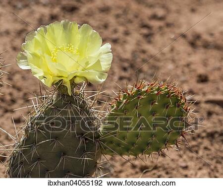 Stock Image - "Prickly Pear Cactus (Opuntia fragilis), Arches National Park, Utah, United States, North America". Fotosearch