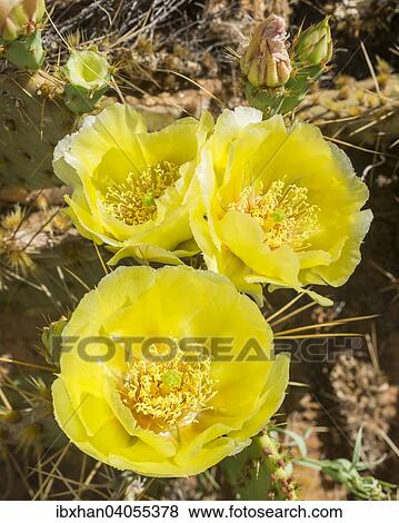 "Prickly Pear Cactus (Opuntia fragilis), Utah, United States, North America" View Large Photo Image Stock Photo - "Prickly Pear Cactus (Opuntia fragilis), Utah, United States, North America". Fotosearch