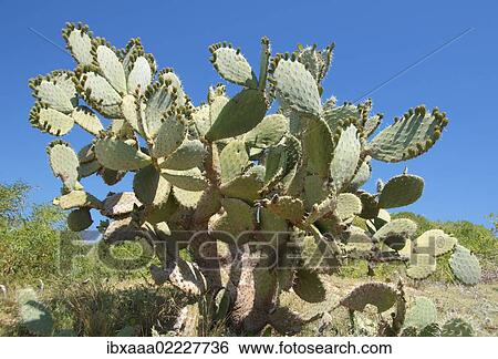 "Prickly pear cactus (Opuntia ficus-indica), Tunis, Africa" View Large Photo Image Stock Photograph - "Prickly pear cactus (Opuntia ficus-indica), Tunis, Africa". Fotosearch