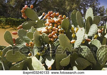 "Prickly pear (Opuntia humifusa) with fruits, Ronda, Malaga province, Andalusia, Spain, Europe" View Large Photo Image Stock Image - "Prickly pear (Opuntia humifusa) with fruits, Ronda, Malaga province, Andalusia, Spain, Europe". Fotosearch