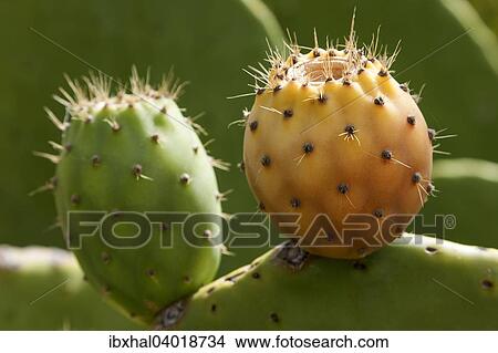 "Prickly pears (Opuntia ficus-indica), La Palma, Canary Islands, Spain, Europe" View Large Photo Image Picture - "Prickly pears (Opuntia ficus-indica), La Palma, Canary Islands, Spain, Europe". Fotosearch
