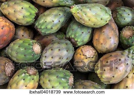 "Prickly pears (Opuntia ficus-indica), La Palma, Canary Islands, Spain, Europe" View Large Photo Image Stock Photo - "Prickly pears (Opuntia ficus-indica), La Palma, Canary Islands, Spain, Europe". Fotosearch
