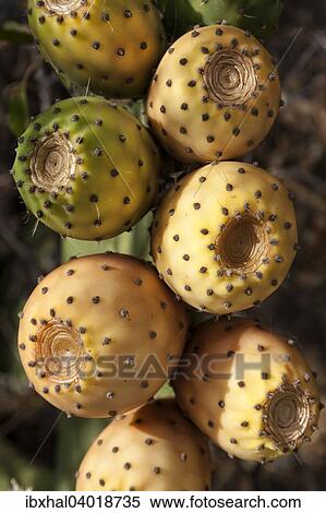 "Prickly pears (Opuntia ficus-indica), La Palma, Canary Islands, Spain, Europe" View Large Photo Image Stock Photography - "Prickly pears (Opuntia ficus-indica), La Palma, Canary Islands, Spain, Europe". Fotosearch