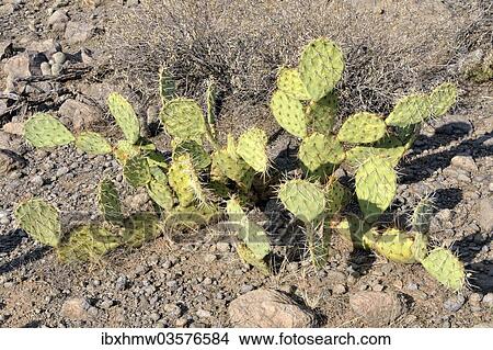 "Prickly Pears or Opuntia (Opuntia sp. ), Queen Valley, Superior, Arizona, United States, North America" View Large Photo Image Picture - "Prickly Pears or Opuntia (Opuntia sp. ), Queen Valley, Superior, Arizona, United States, North America". Fotosearch