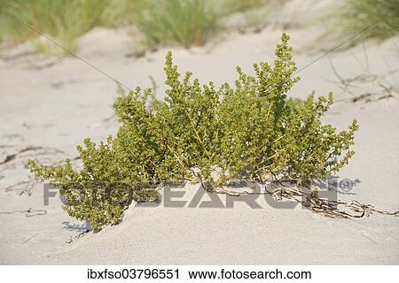 "Prickly Saltwort (Kali turgida), western beach, Darss, National Park Western Pomerania Bodden Landscape, Mecklenburg-Western Pomerania, Germany, Europe" View Large Photo Image Stock Image - "Prickly Saltwort (Kali turgida), western beach, Darss, National Park Western Pomerania Bodden Landscape, Mecklenburg-Western Pomerania, Germany, Europe". Fotosearch