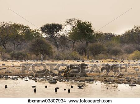 Picture - "Pride of lions (Panthera leo) drinking at the Klein Namutoni waterhole, Etosha National Park, Namibia, Africa". Fotosearch